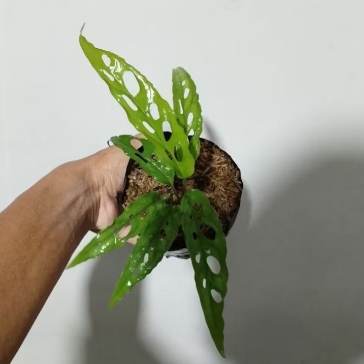 Monstera Obliqua Original Obliqua Peru Tanaman Hias