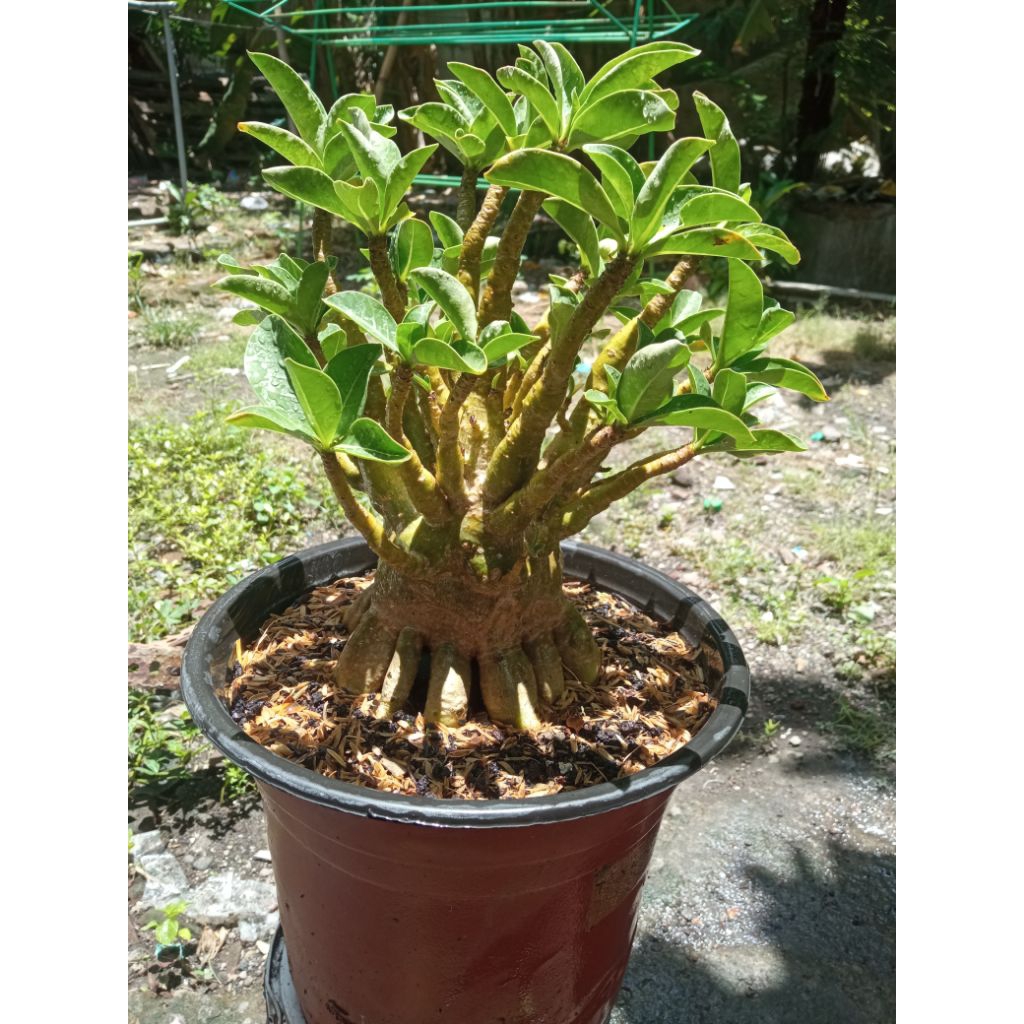 Prokar adenium godji x ara