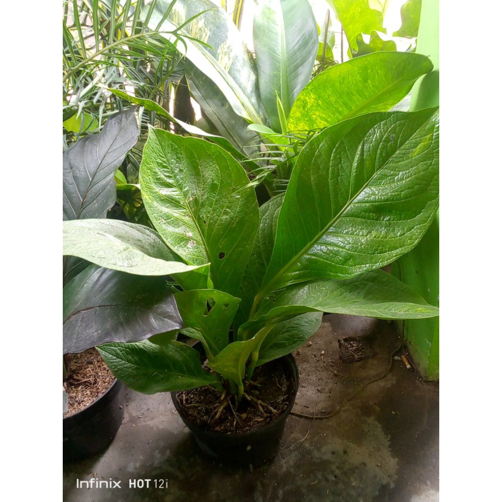 jemani varigata indukan 5kg full media