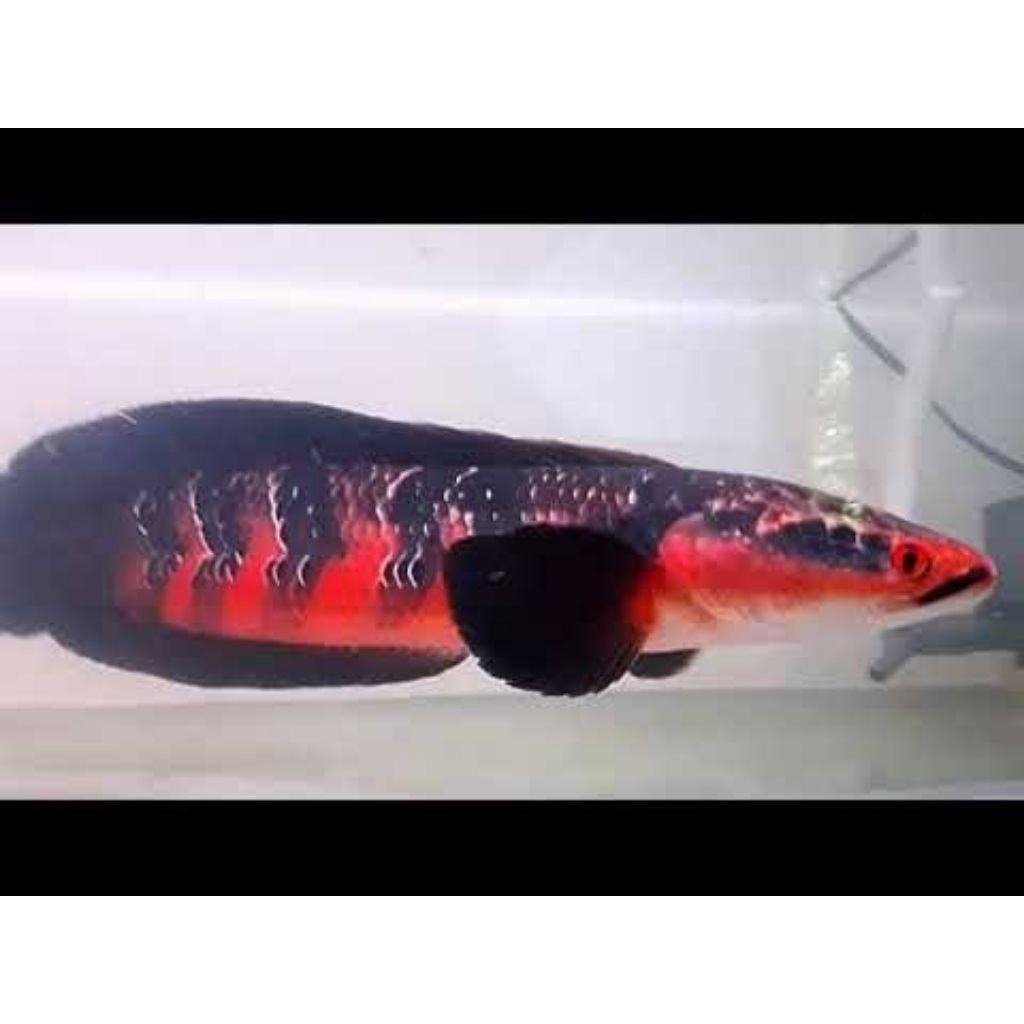 pakan Channa red Barito 8-9cm