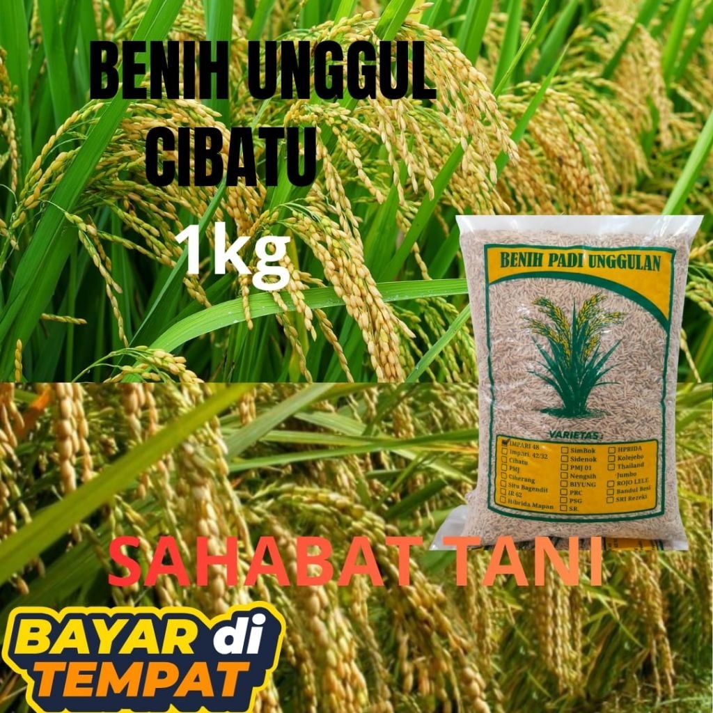 benih padi Cibatu kemasan 1kg benih cibatu