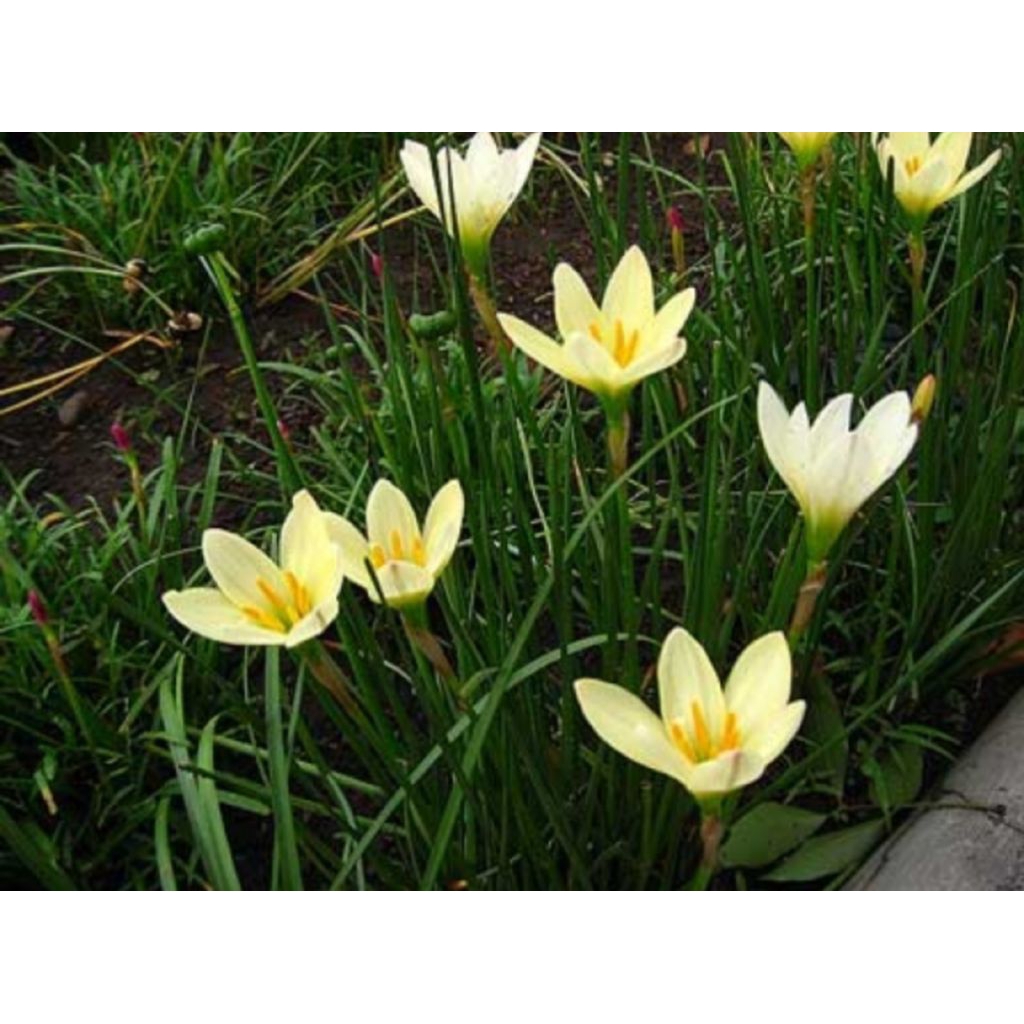 Tanaman lili hujan bunga kuning / Zephyranthes