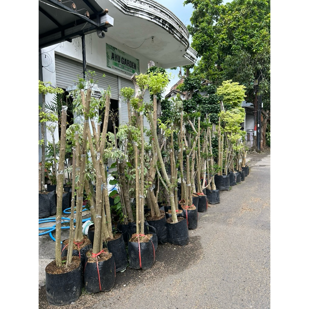 anting putri ketinggian 1 meter