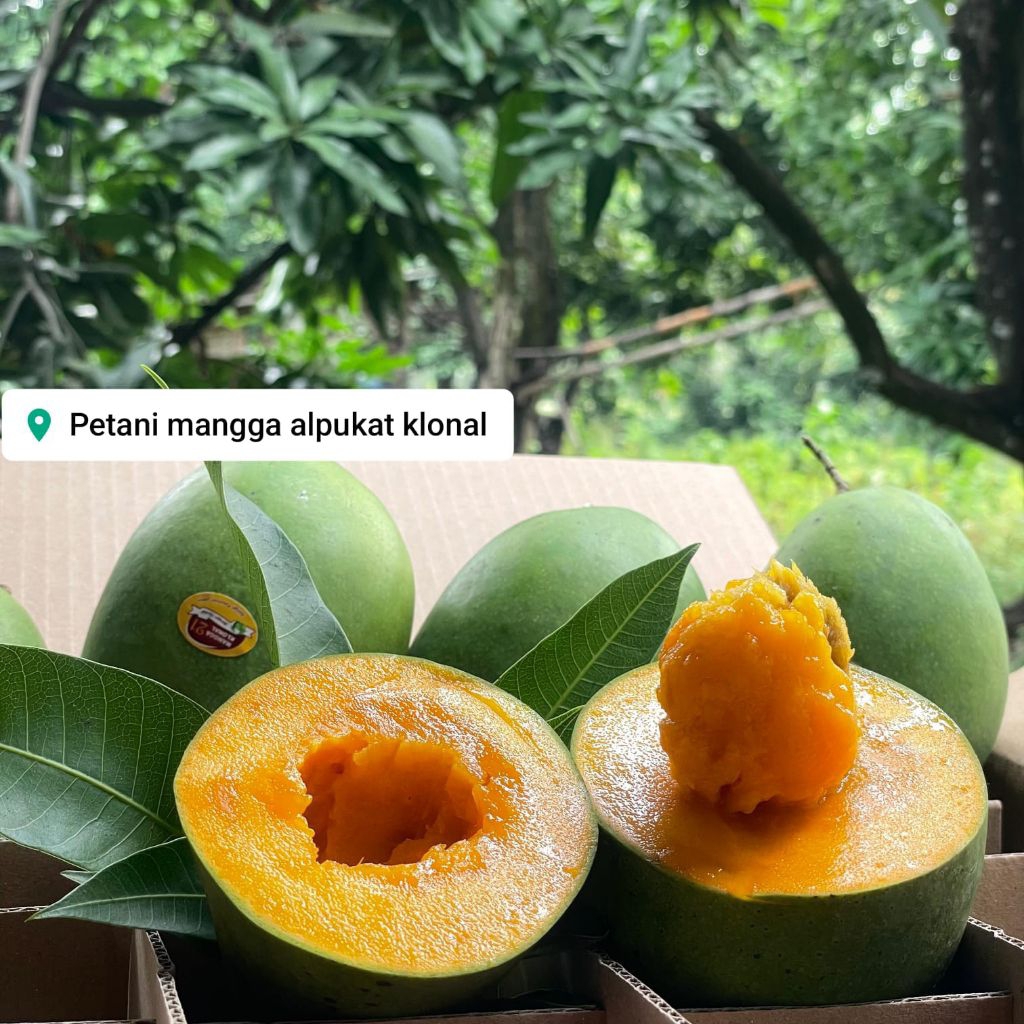 Mangga Alpukat 1 dus 5kg | Asli Mangga clonal Bangil Pasuruan