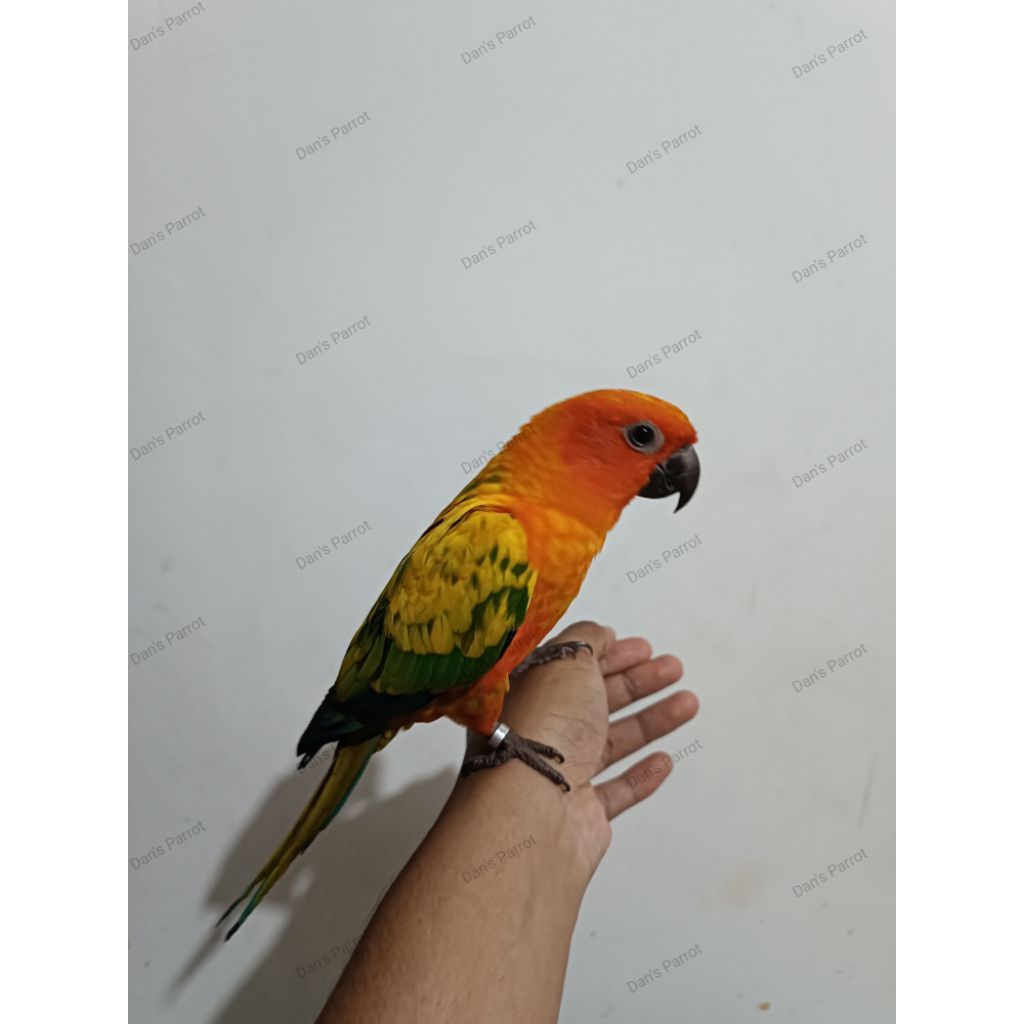 Burung sunconure