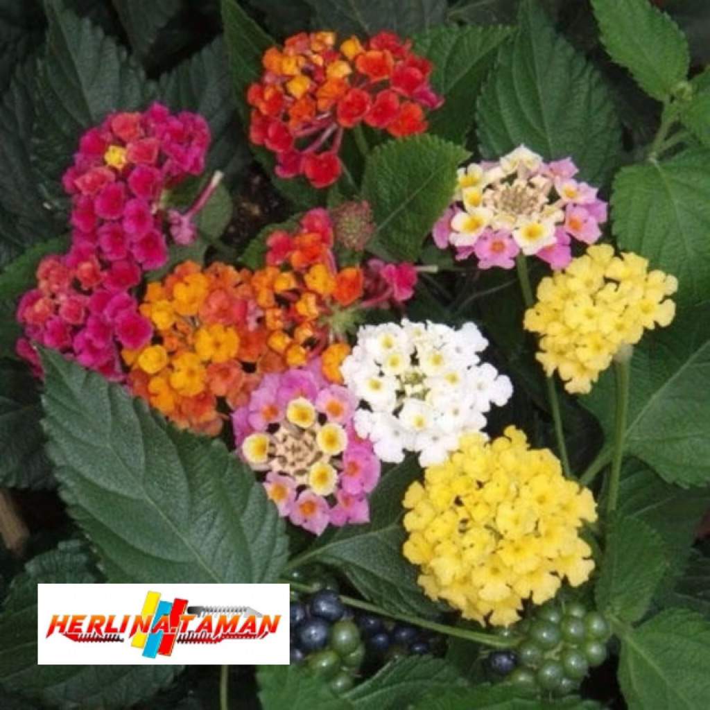 TANAMAN HIAS LANTANA /TEMBELEKAN/LANTANA CAMARA