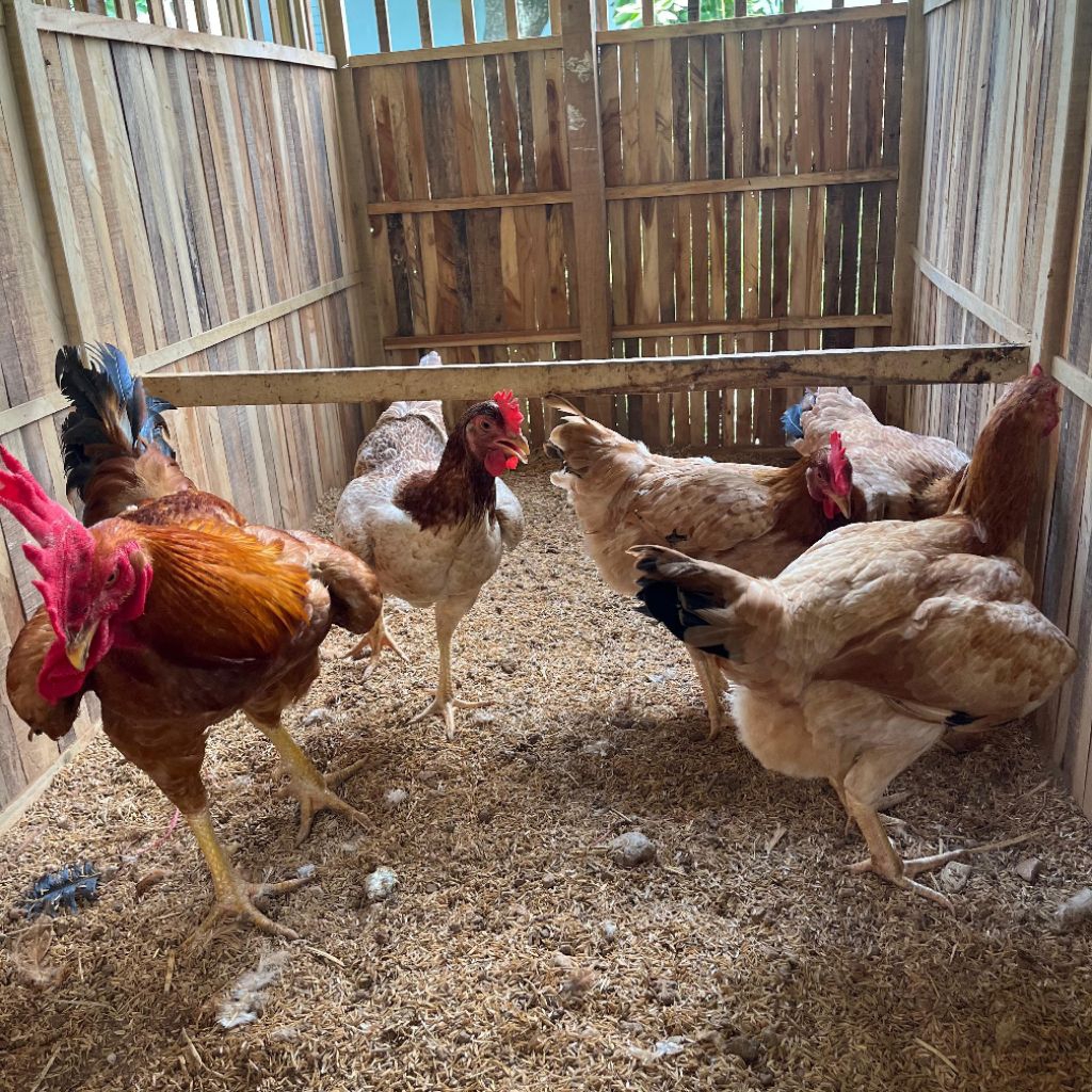 Telur Tetas Ayam Sengkuni/SK1 pencetak doc pedaging