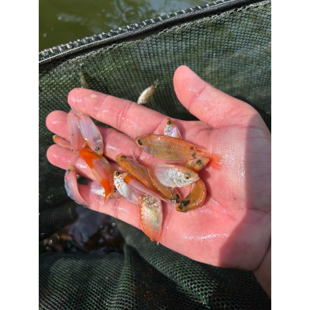 pbibit ikan nila bangkok paket 100 ekor asal bibit Sukabumi