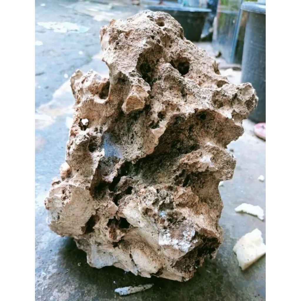 BATU AQUARIUM/AQUASCAPE | Batu karang bonsai/karang gunung