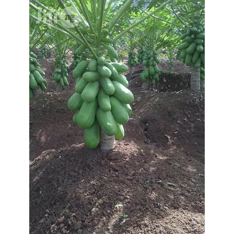 Buah Pepaya California Kalina kurang lebih 2kg