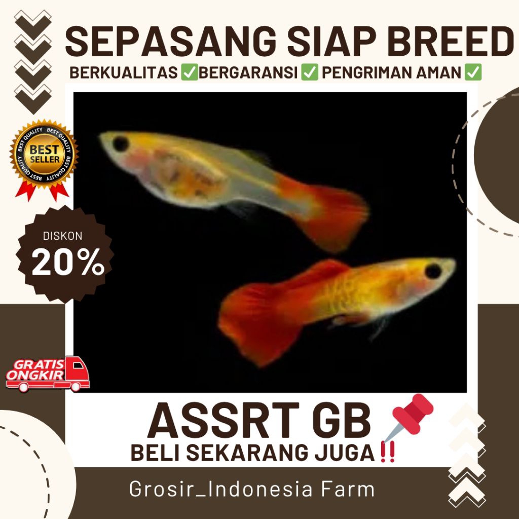 Hiasan Aquarium || Guppy Albino Snakeskin Red Tail GLassbaly Murah Berkualitas