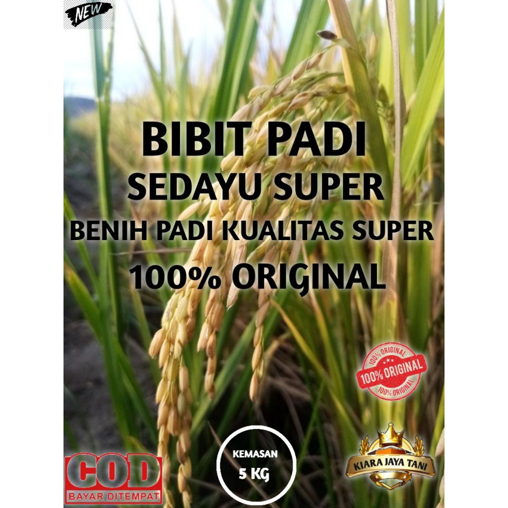 ( 5KG ) BIBIT PADI SEDAYU SUPER, BENIH PADI KUALITAS SUPER 100% ORIGINAL