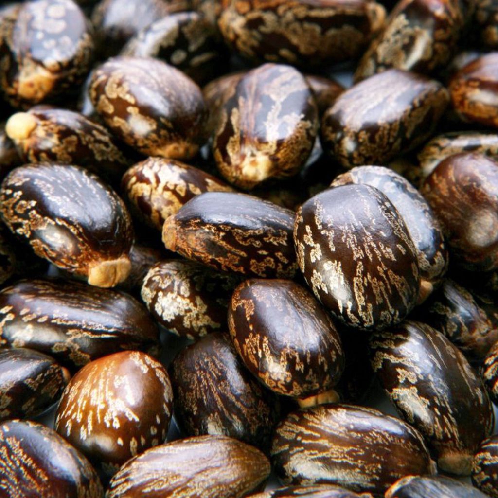 Biji Jarak (Black Castor) 100biji untuk perawatan rambut | Minyak biji jarak | Biji jarak kepyar