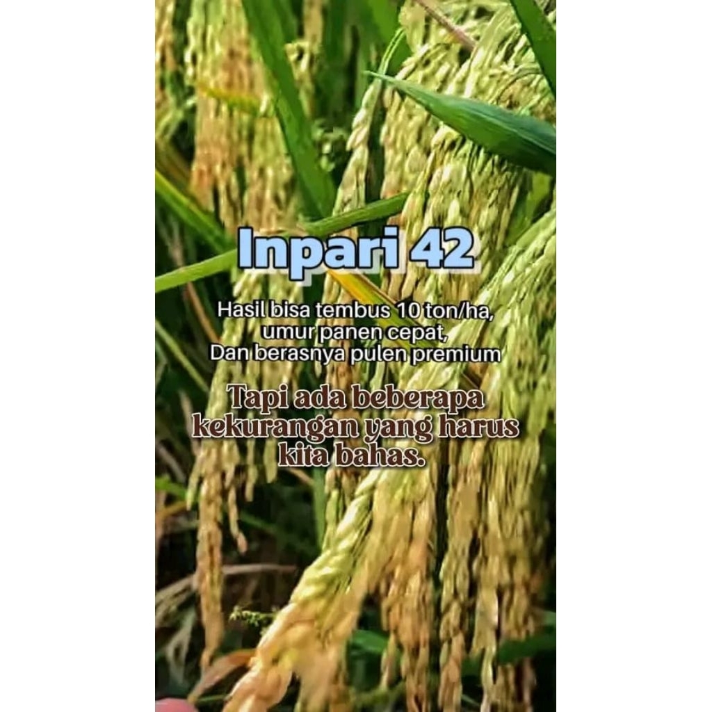 Benih Padi Inpari 42 Bibit Unggul 5kg
