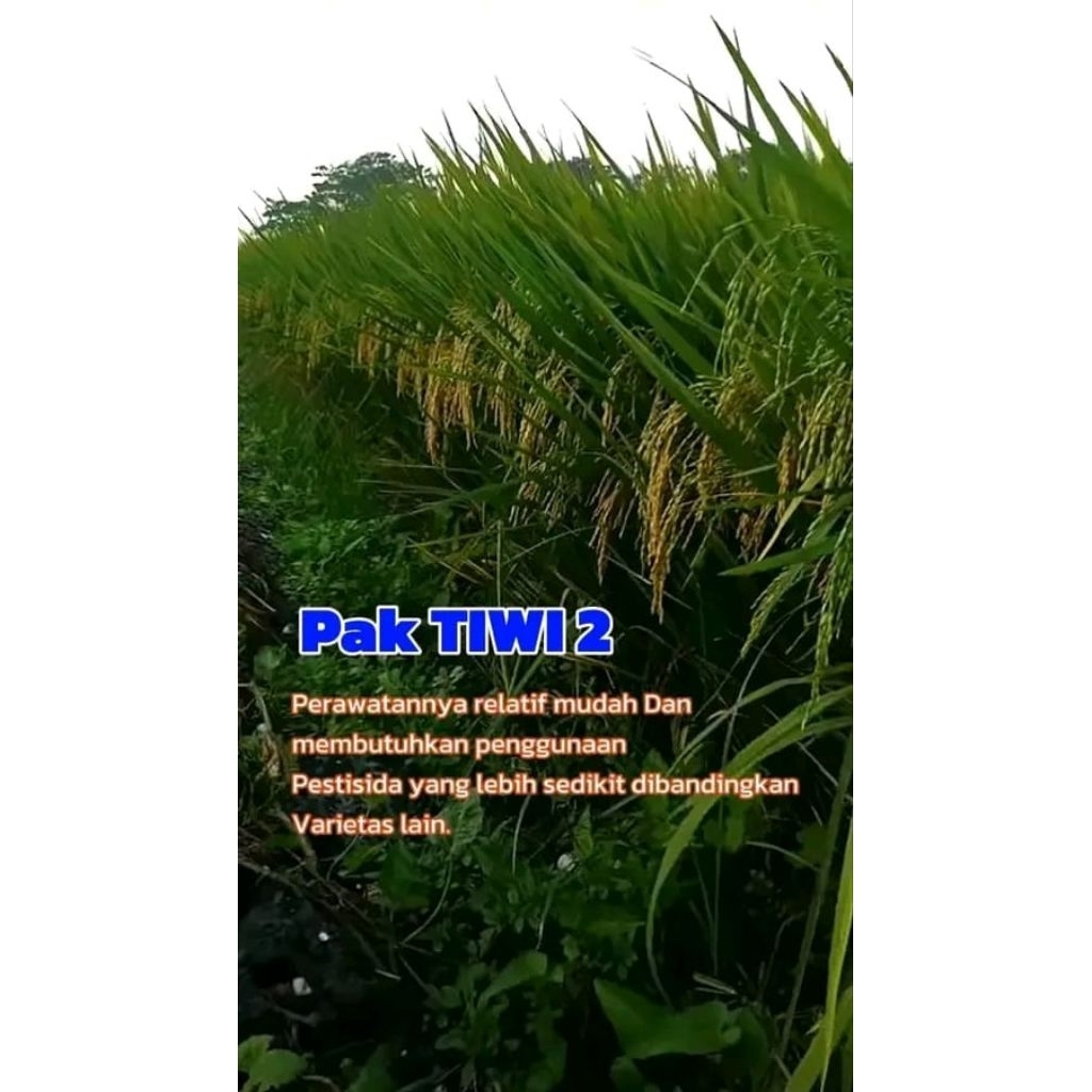 0Benih Pertiwi - Benih Padi Pak Tiwi 2 (5 Kg)