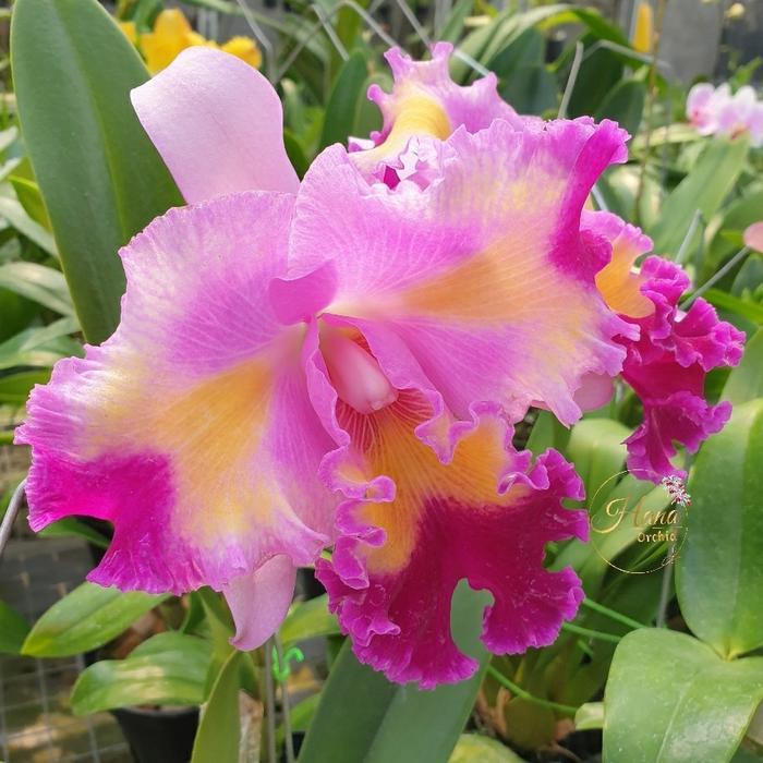 Anggrek cattleya knop color Guard Parade