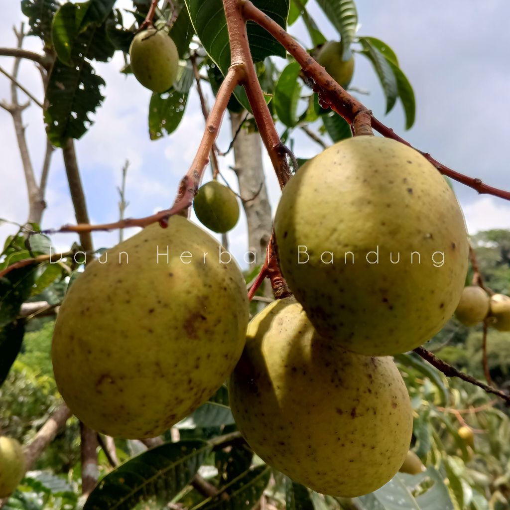 1 KG Buah bacang atau buah Limus