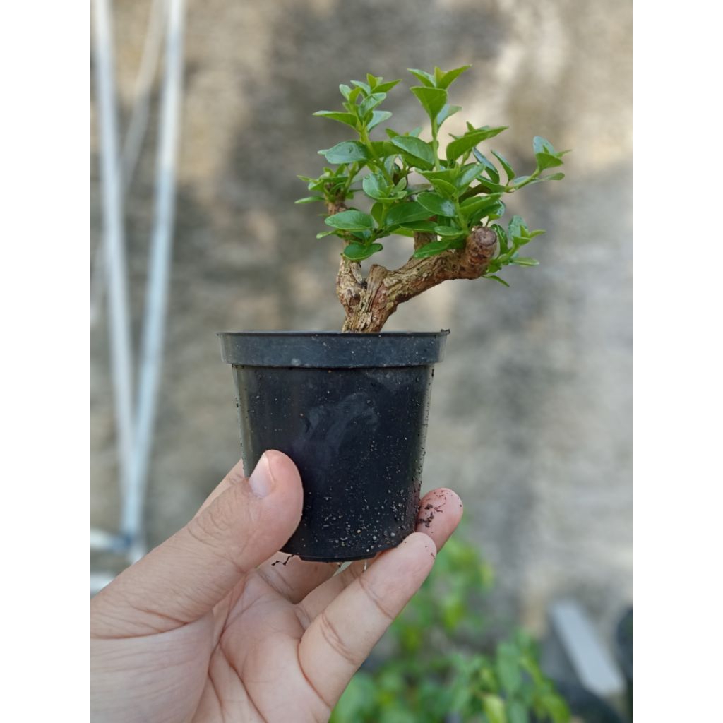 Bonsai Sancang Mame Shito