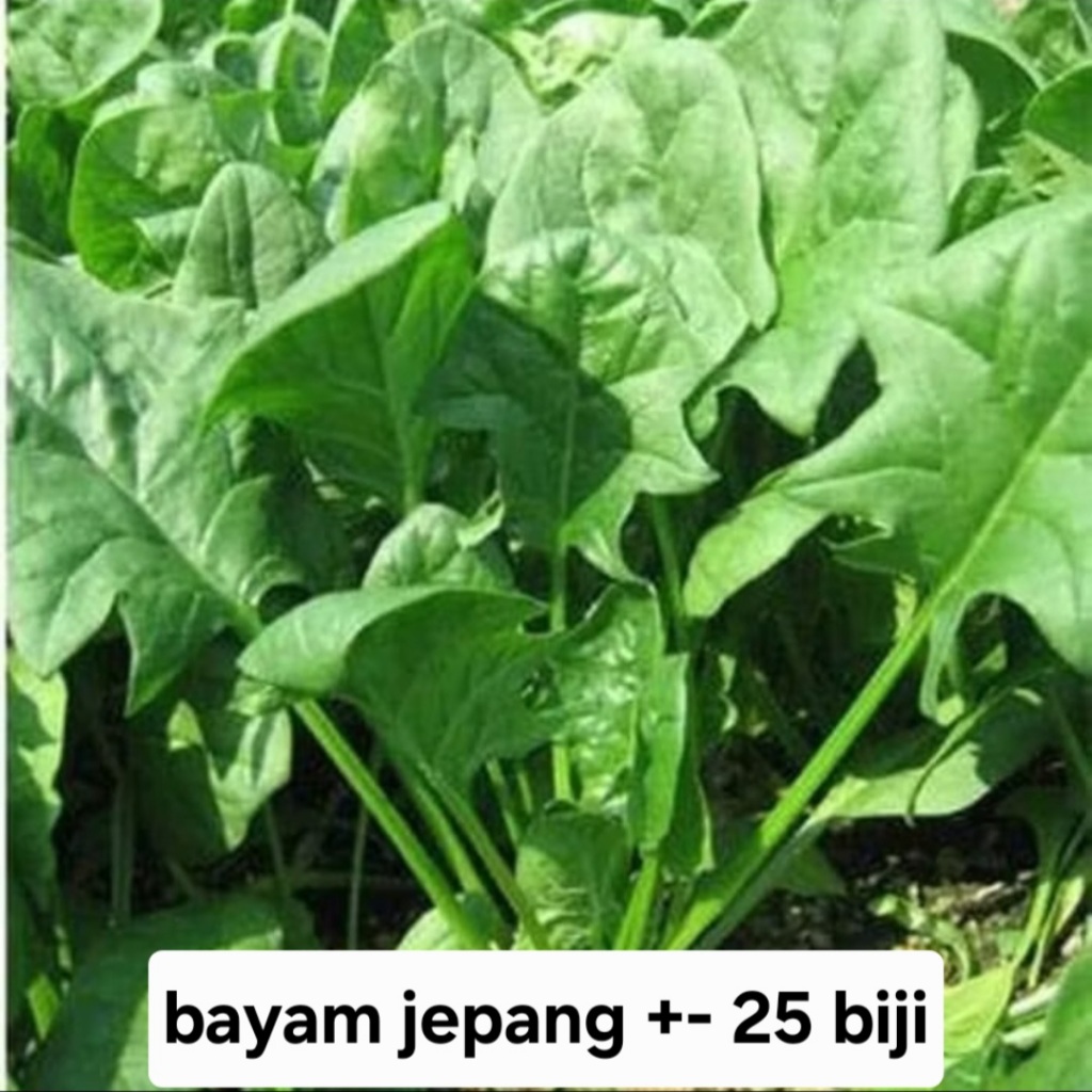 Bisa COD - Bayam Jepang 25 biji bibit seed Benih Bayam Jepang F1 Horenzo Bibit Sayuran