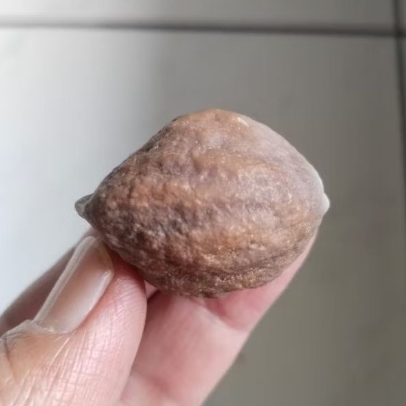 Kemiri Adu Muncang Adu Yakob Yanti Kobra Urgen Tua Jatuhan