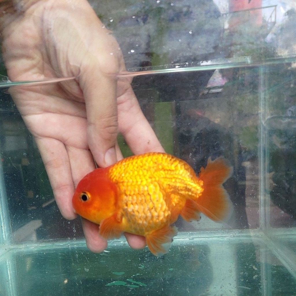 Pelet ikan koki ranchu ikan mas koki ranchu lionchu RW red white