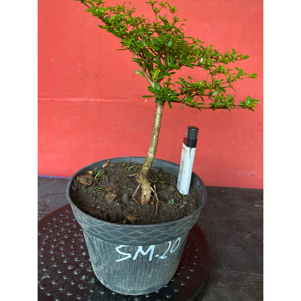 Bahan Bonsai Black Olive sm 20