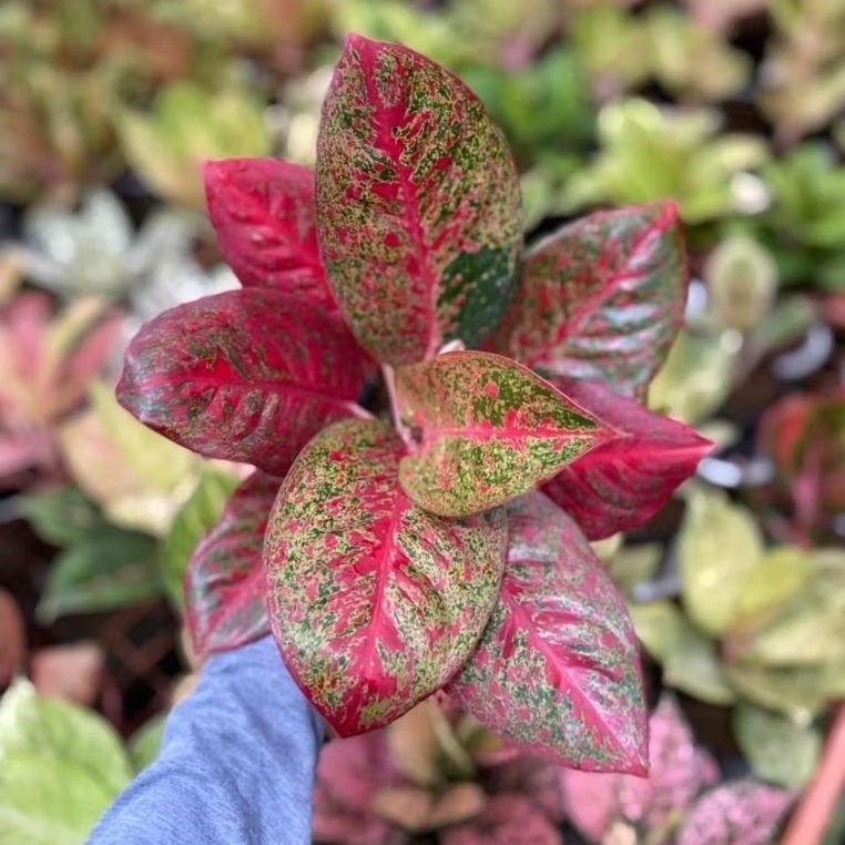 PROMO TANAMAN HIAS AGLONEMA - RED STARDUST SIZE BESAR DAUN RIMBUN, AGLONEMA CANTIK ASLI
