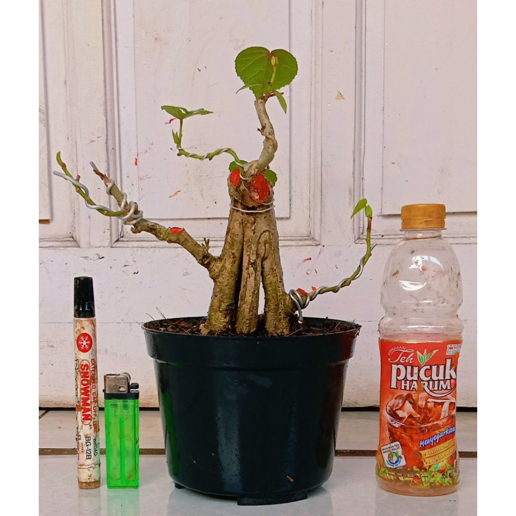 waru India prospek 65.000 program akar pecah batang mantap