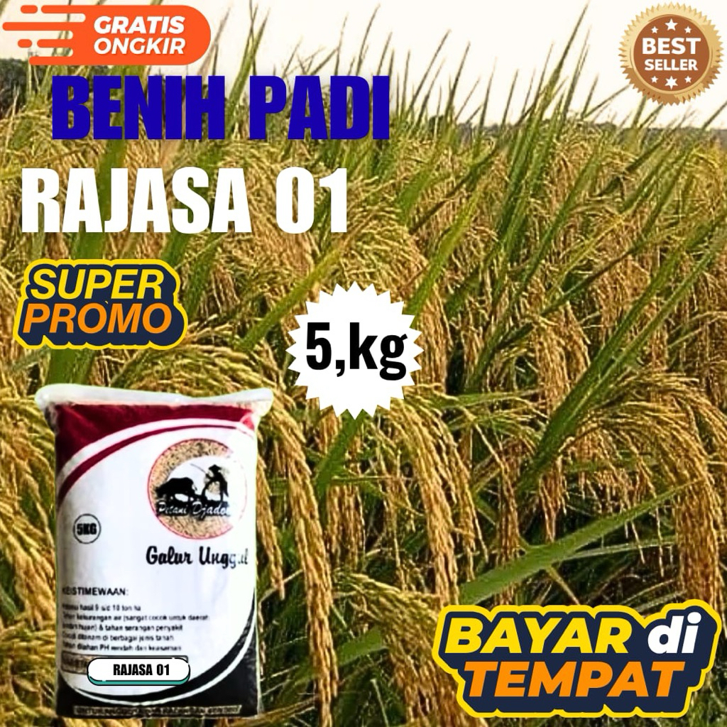 BENIH PADI RAJASA 01 KEMASAN 5,kg BENIH PADI KUALITAS ORIGINAL