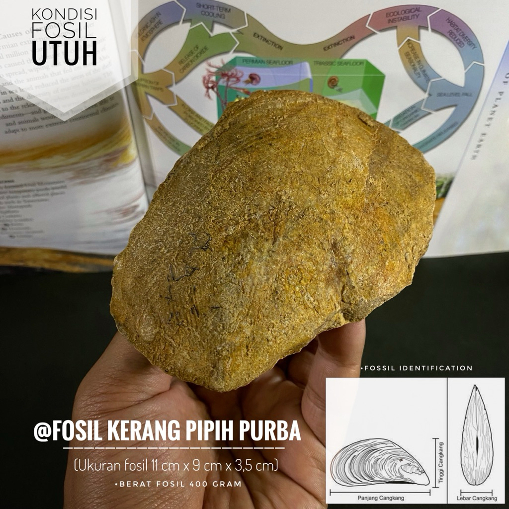 Fosil Kerang Pipih Purba Natural A26 atau Fosil Bivalvia atau Fosil Keong atau Fosil Shell atau Fosi