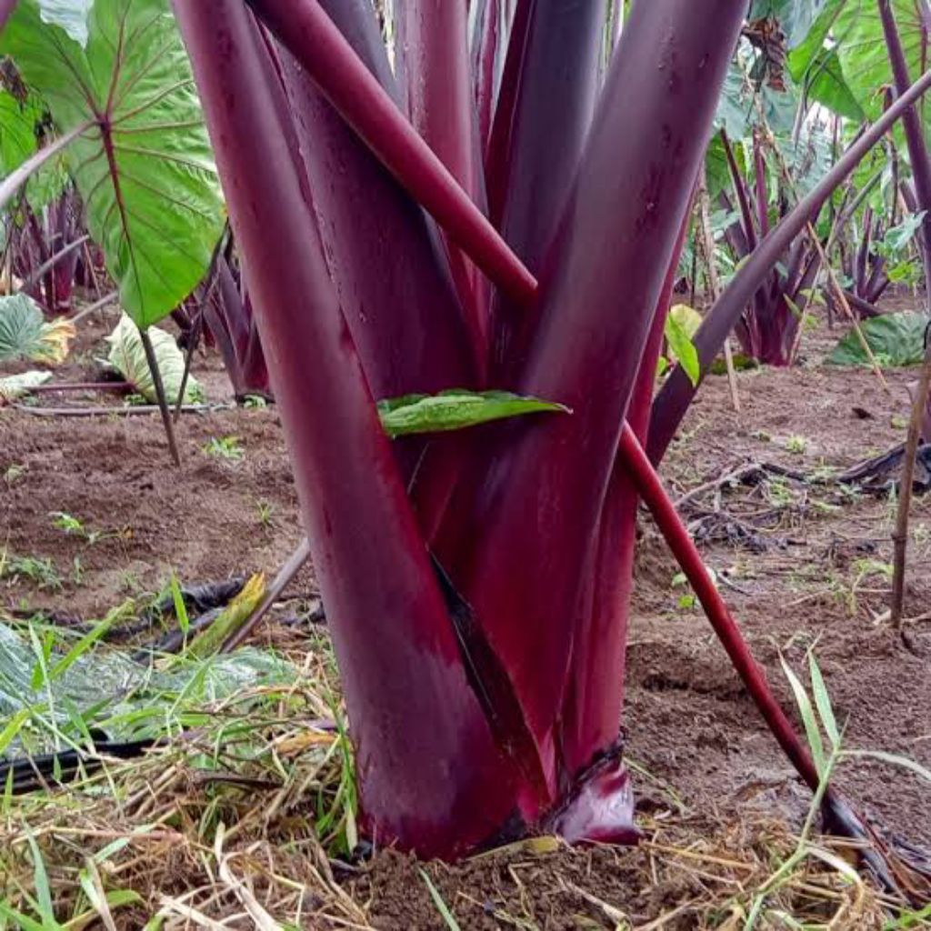 Bibit Anak Pohon Talas Merah Super Besar Asli Bogor . 10 Pohon