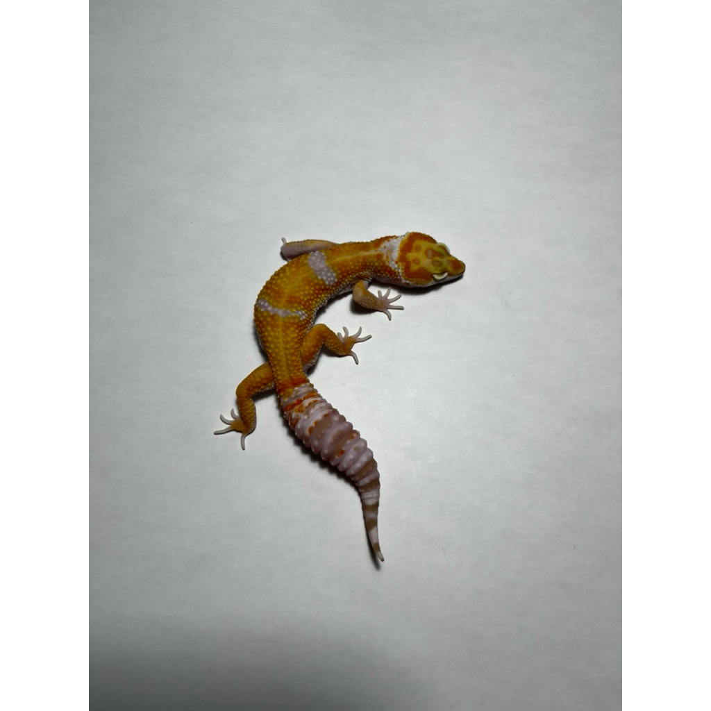 Hiasan Leopard Gecko White & Yellow Tremper