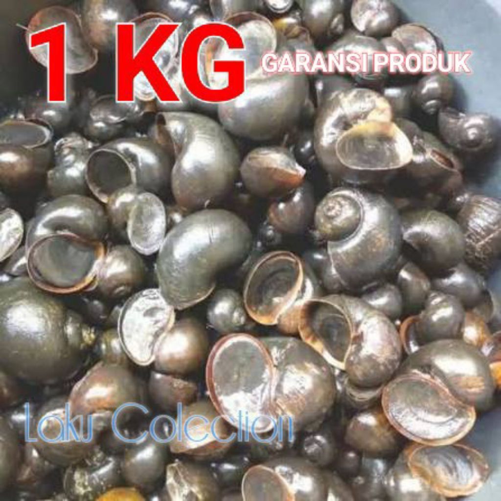 Keong Mas Sawah Umpan Galatama Lele
