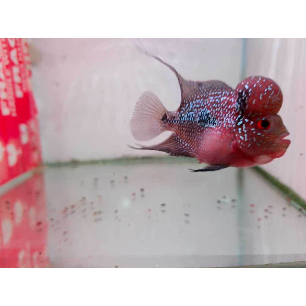 Ikan Louhan SRD Short Body Jenong