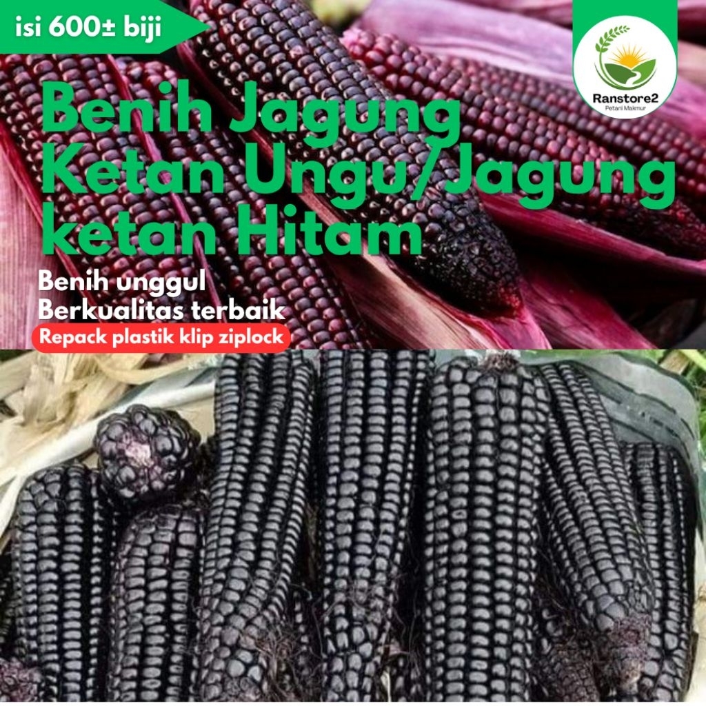 BIJI BENIH JAGUNG KETAN HITAM ATAU JAGUNG KETAN UNGU ISI 600±