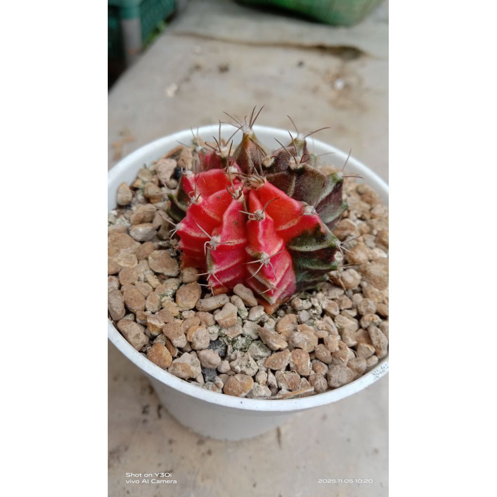 Kaktus Gymno hybrid dari biji