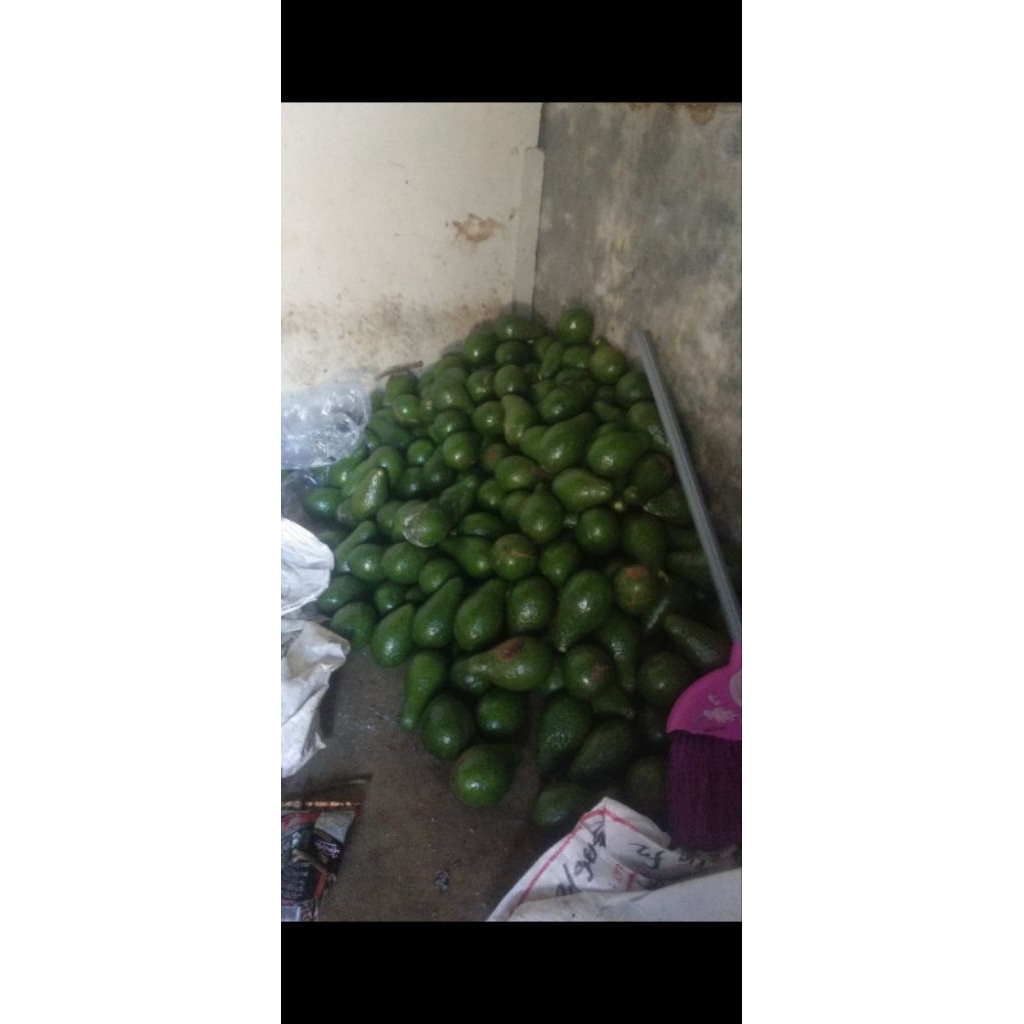 1KILOGRAM alpukat biasa mentega lokal