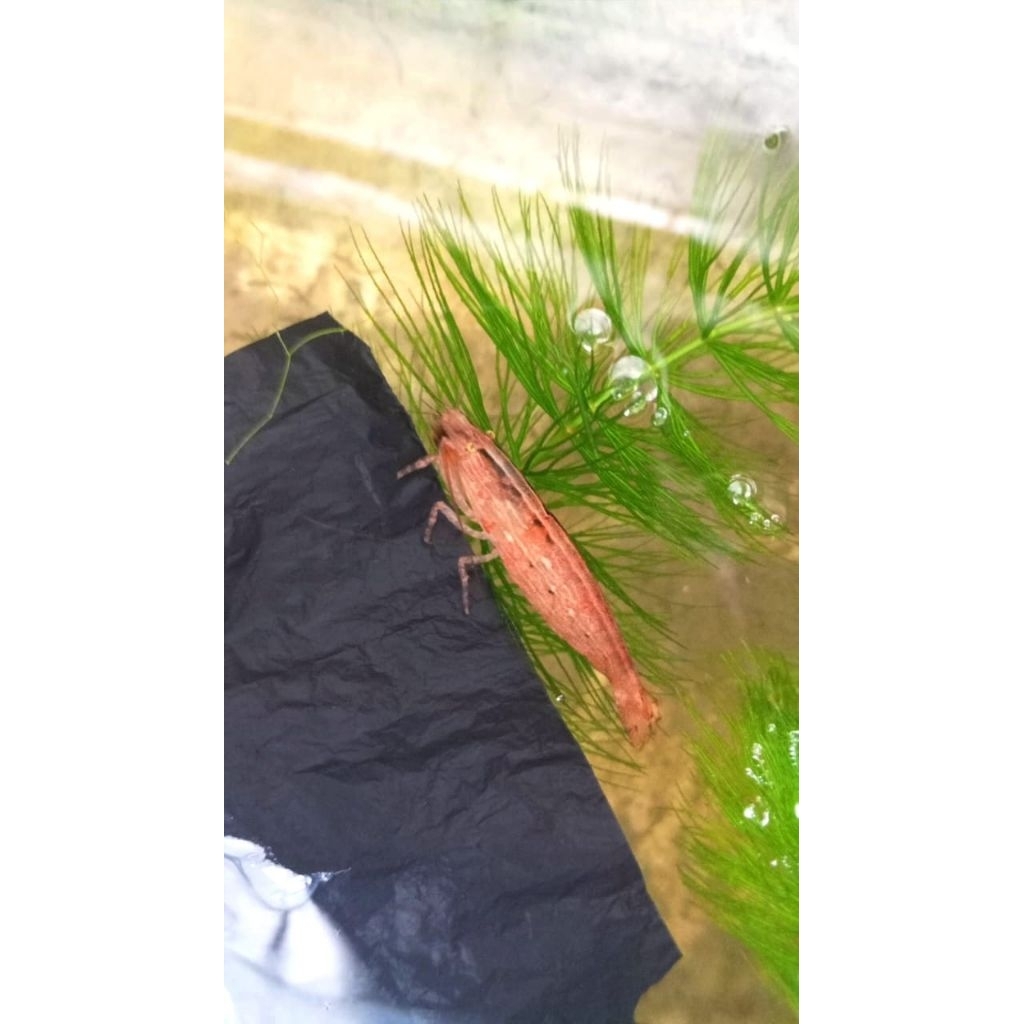hiasan untuk akuarium udang hias bambu/bamboo shrimp akuascape