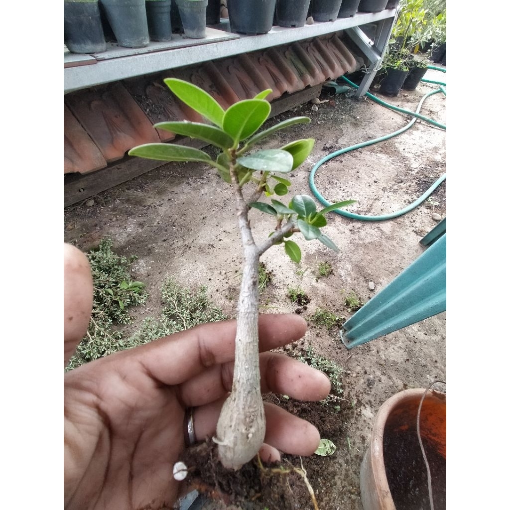 Ficus DOLAR SEDLING || dari biji CAUDEX