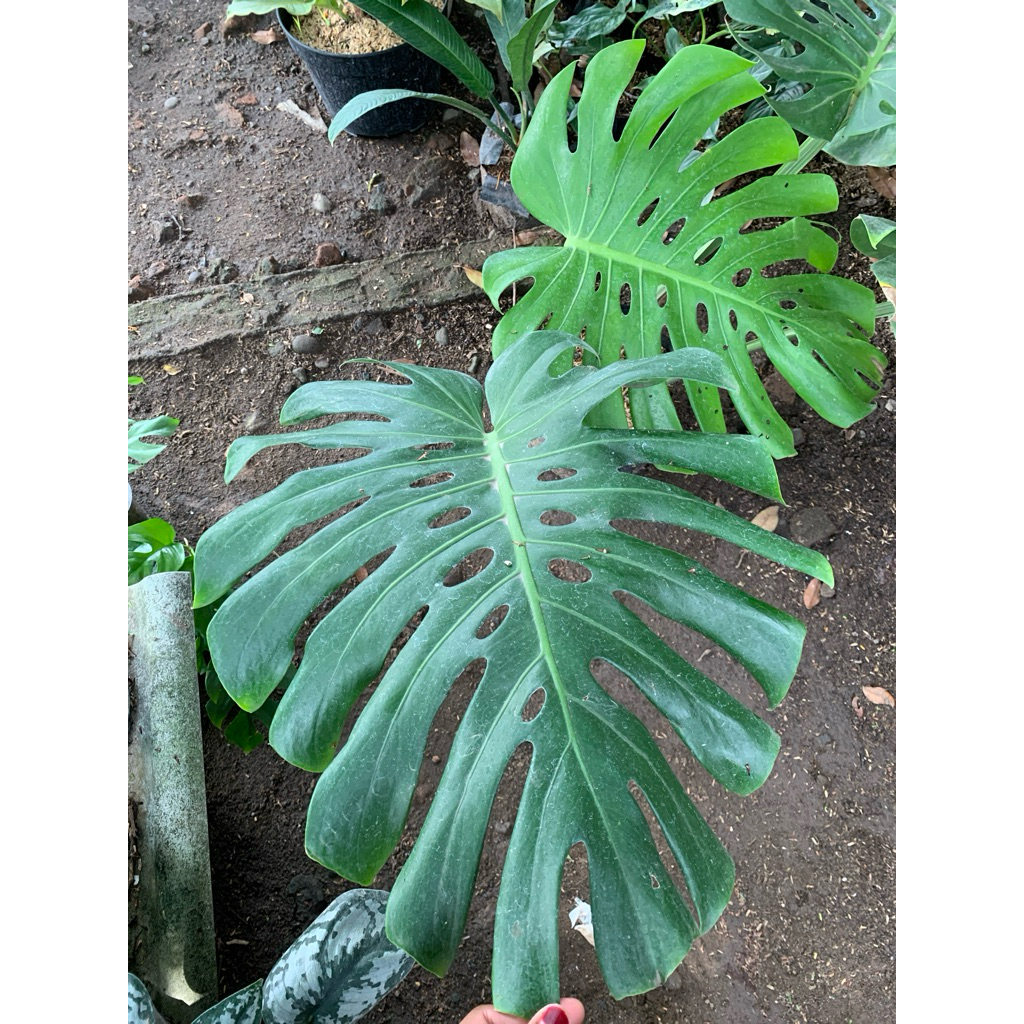 monstera king hijau