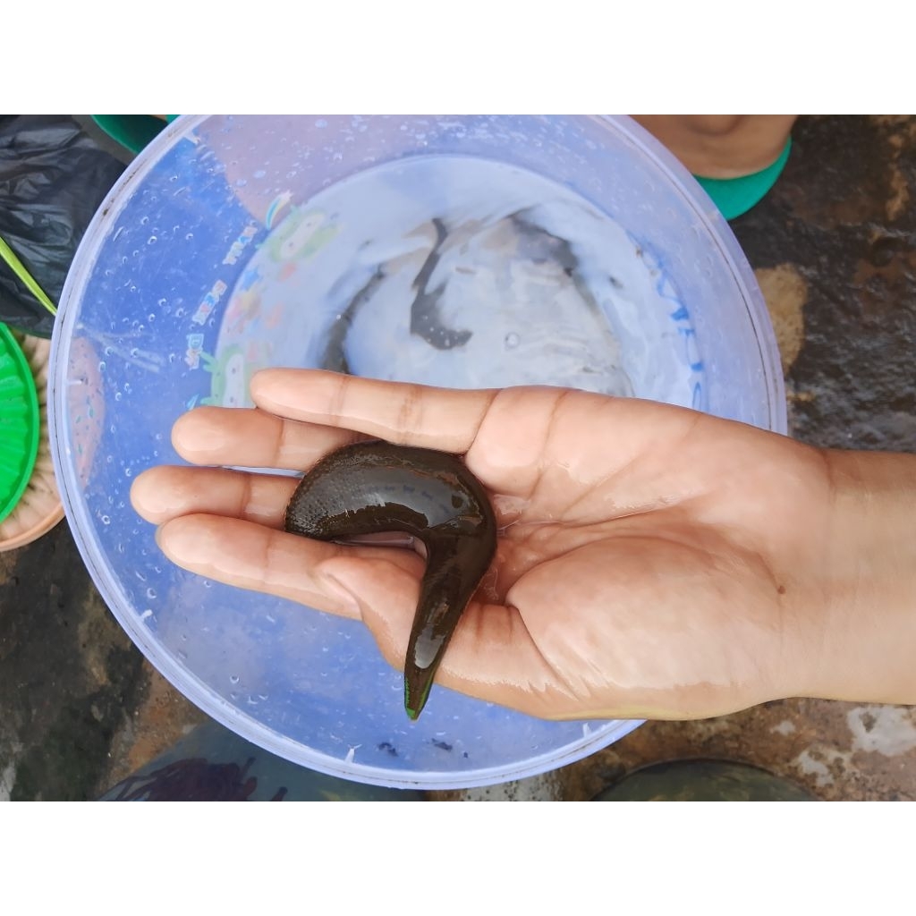 Lintah Terapi Ukuran Super Jumbo | Lintah Hidup Aktif | Siap Kirim Cepat | Garansi Hidup
