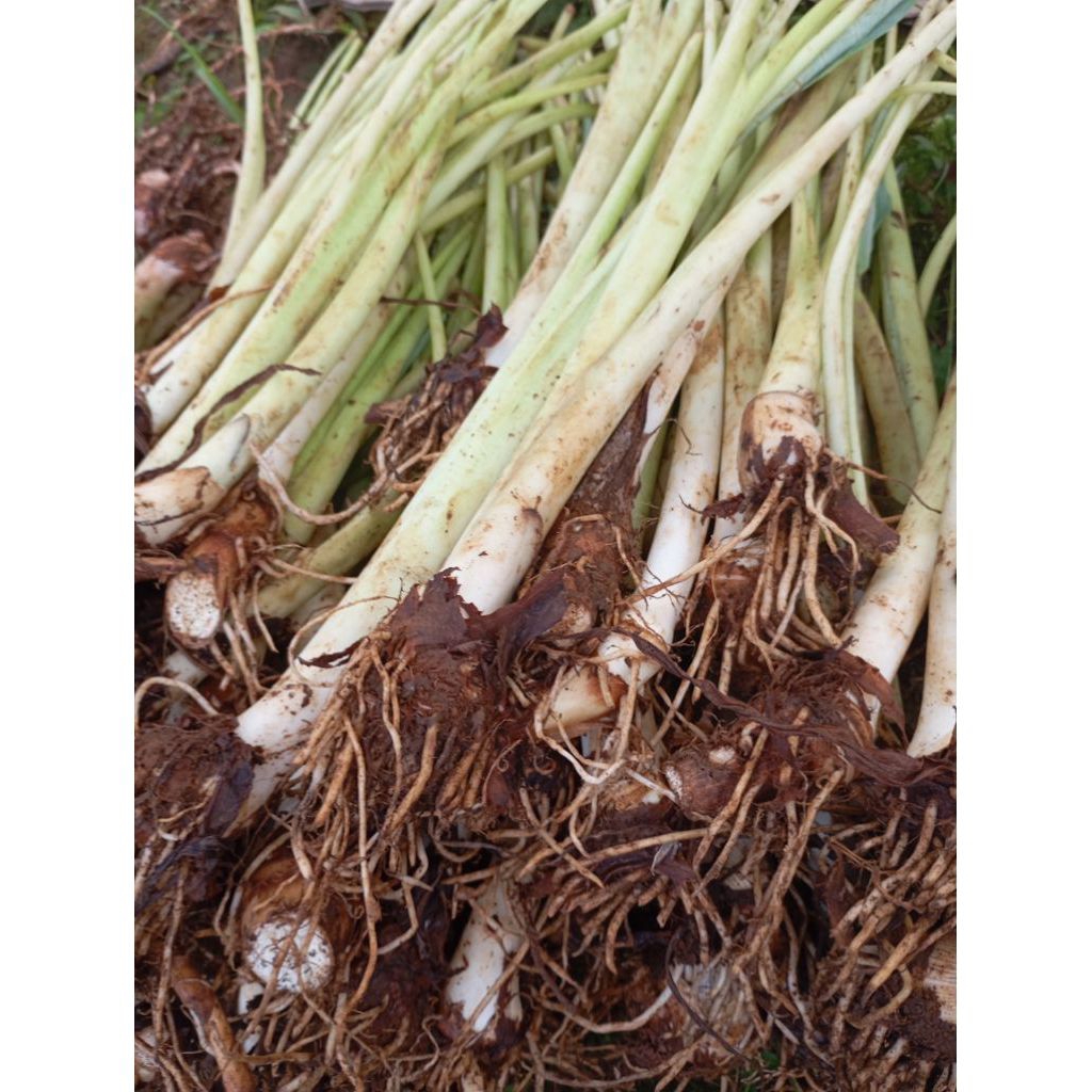 Bibit talas lompong putih 5pohon