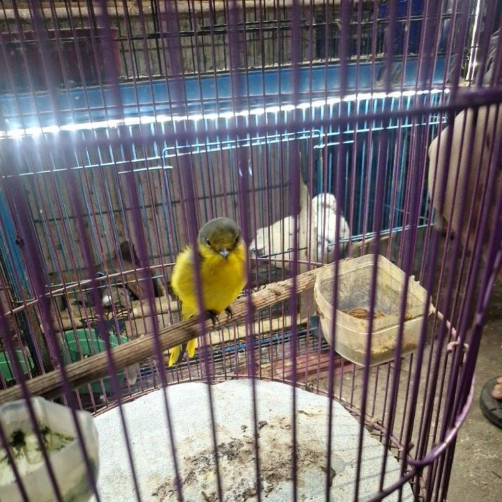 burung mantenan gunung kuning