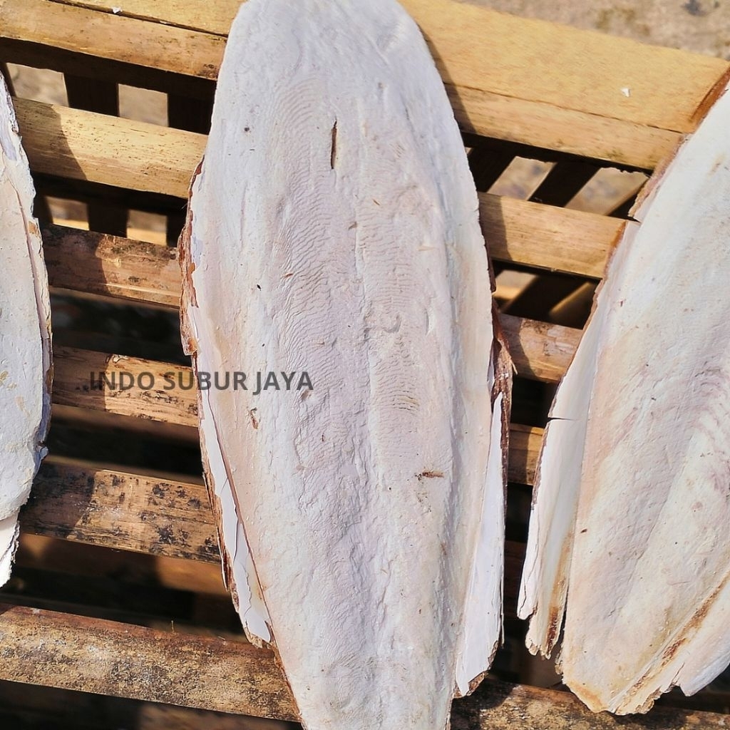 [1 BUAH] Tulang Sotong Jumbo Super Untuk Burung