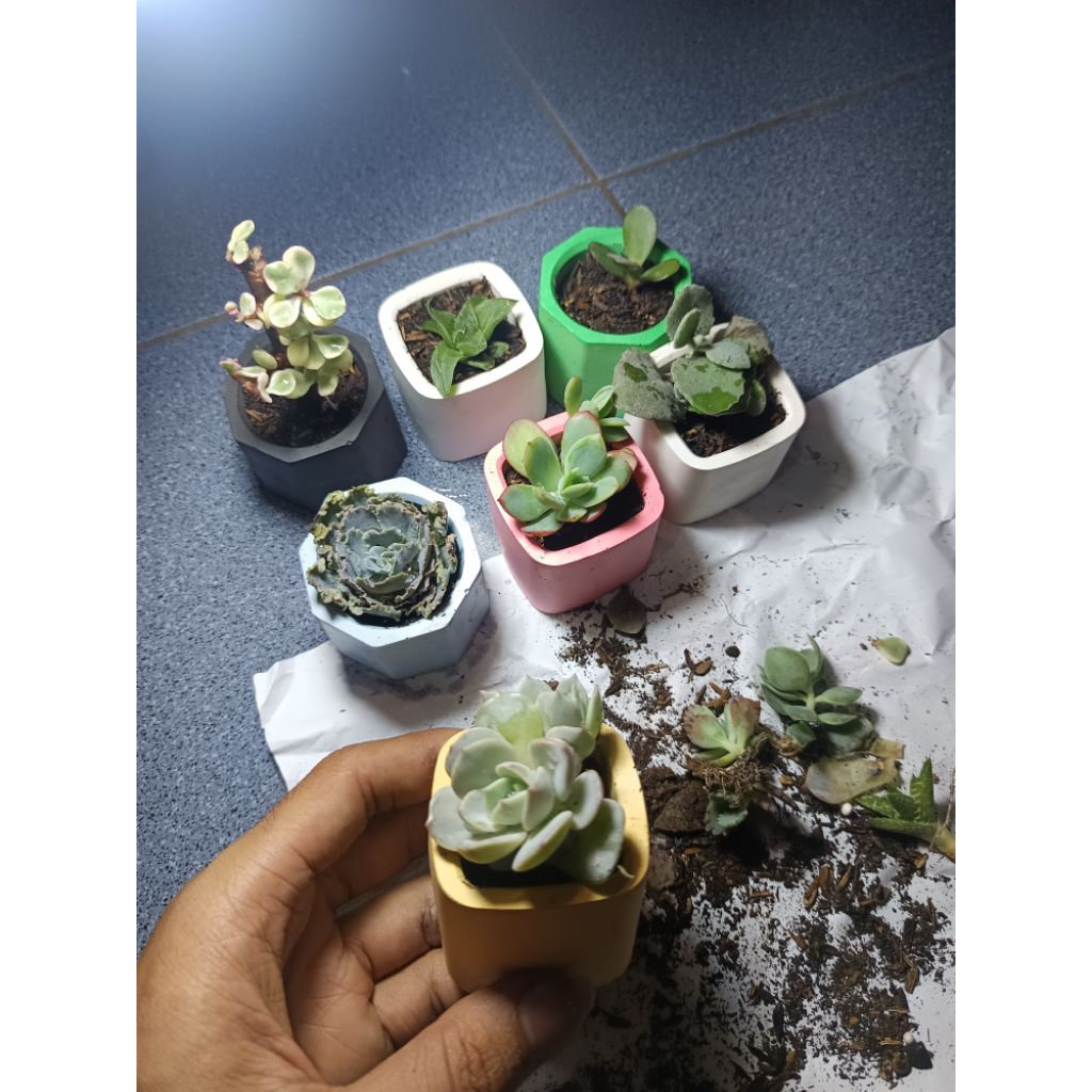TANAMAN HIAS SUKULEN | SUKULEN MINI | SUKULEN MURAH | SUKULEN SUBANG