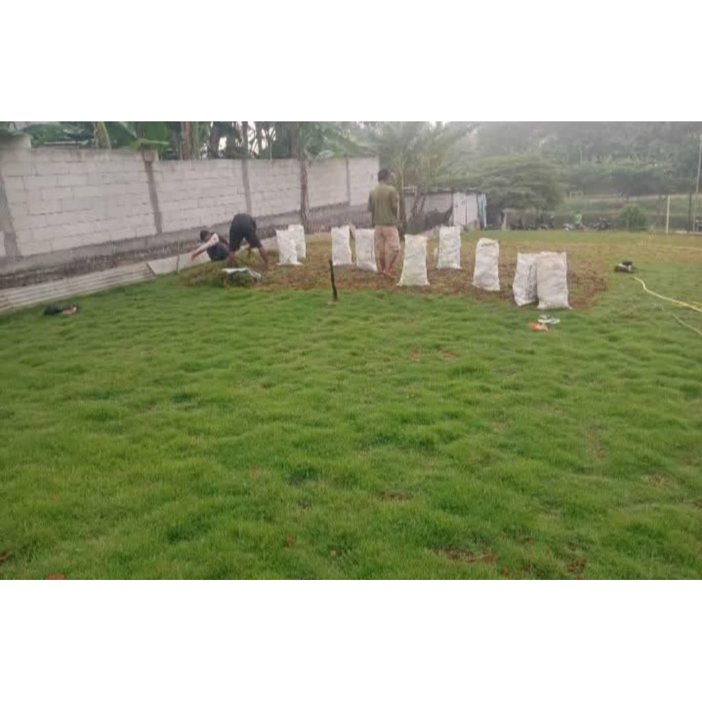 rumput Peking jepang untuk makam 25x25cm  rumput Peking rumput jepang