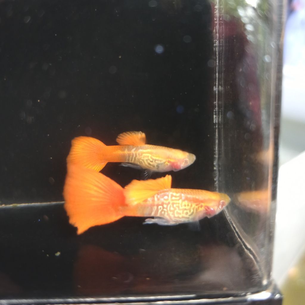 Hiasan Aquarium Guppy ALBINO SNAKE SKIN RED TAIL GLASBELLY