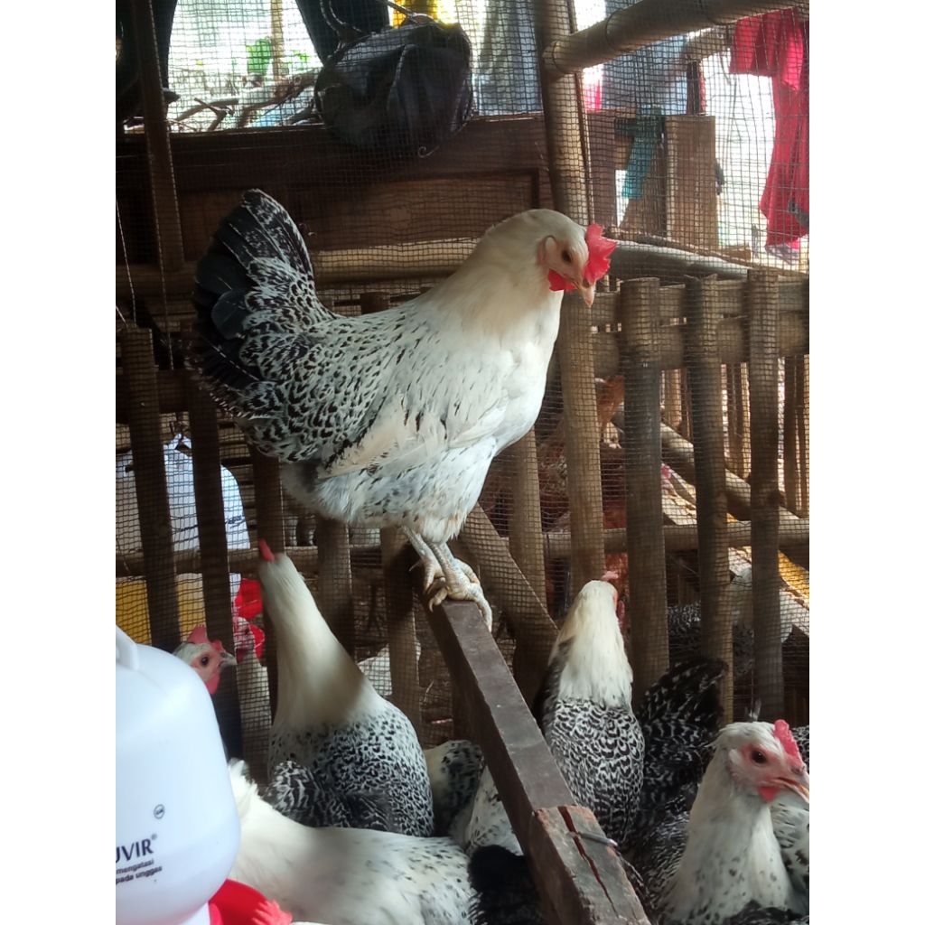 betina ayam arab petelur