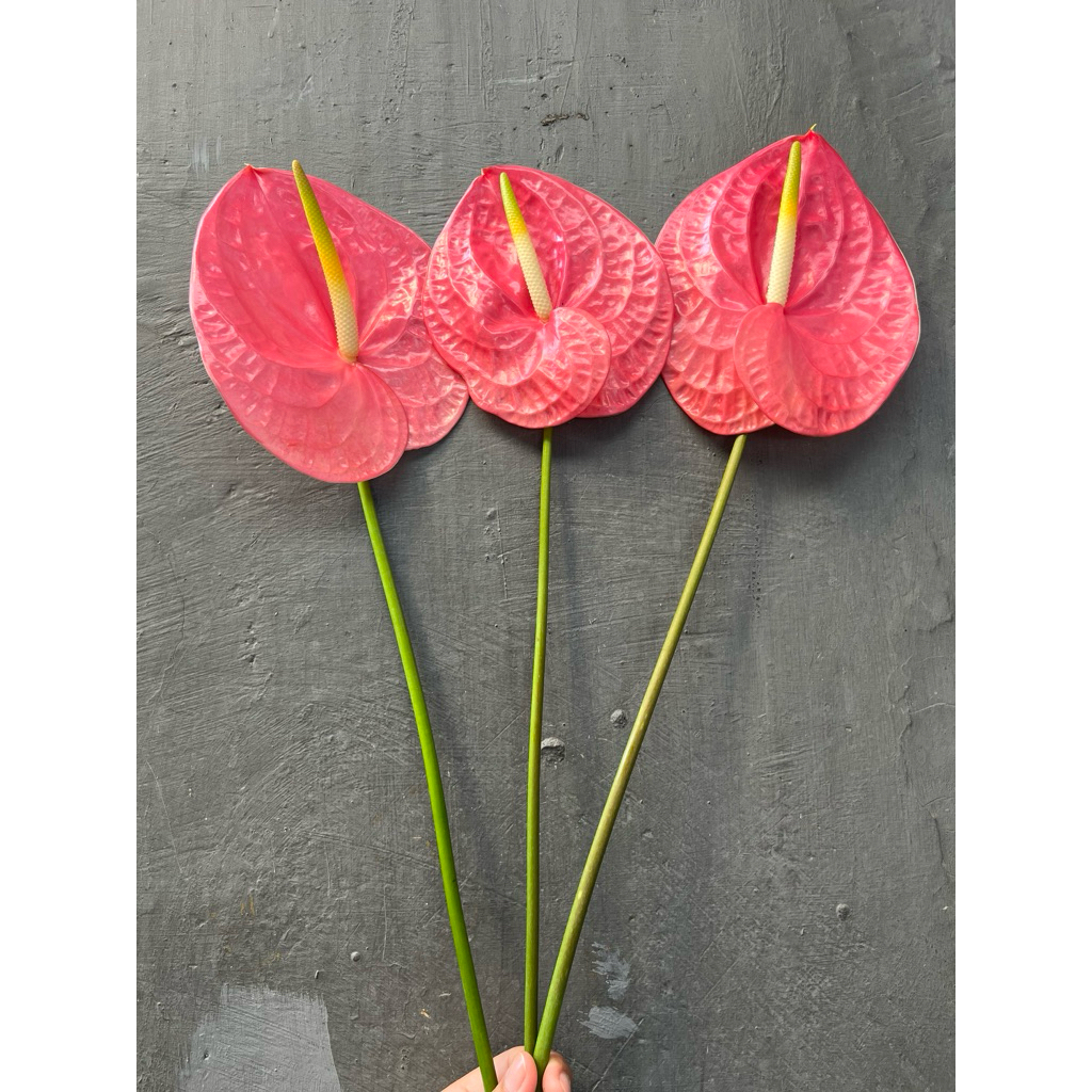 Anthurium pink rose bunga potong segar