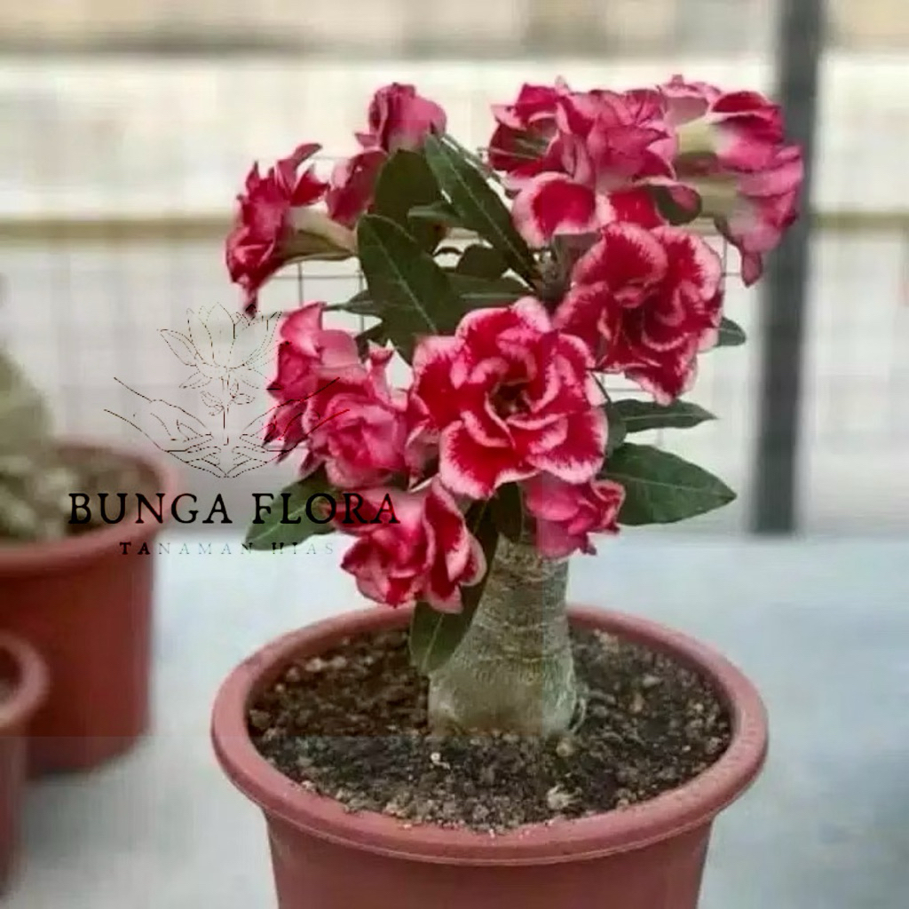 Biji bunga Adenium Multifrom